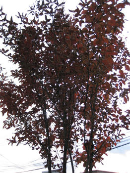 秋の庭　シャラの木